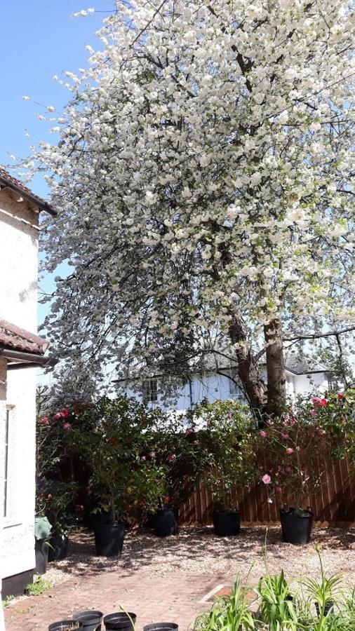 Hobsons House Hotel Okręg wyborczy Cambridge Zewnętrze zdjęcie